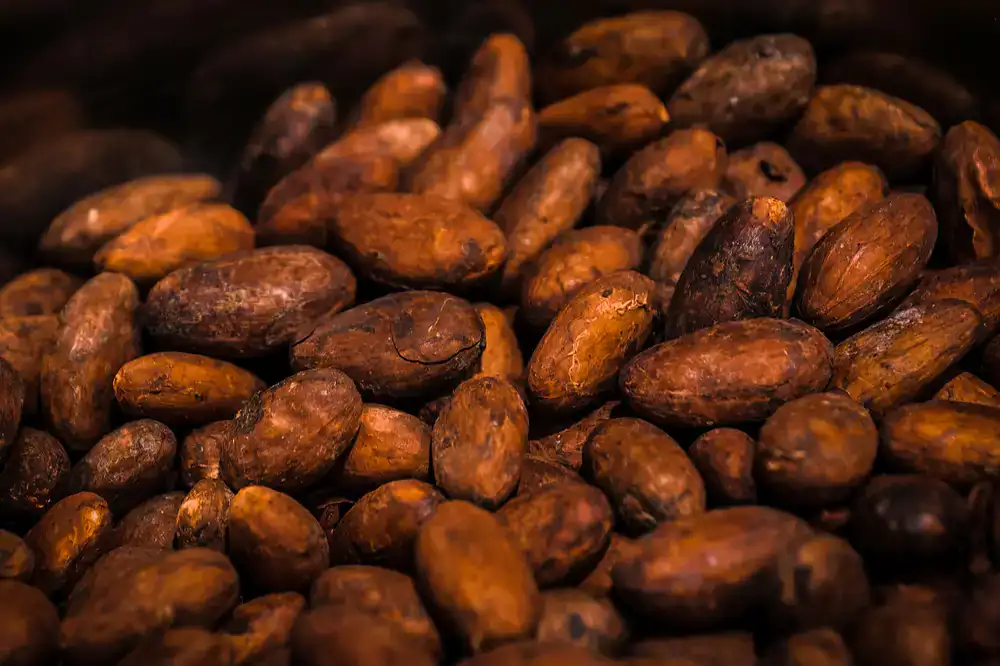Raw cacao beans roasting in a tray